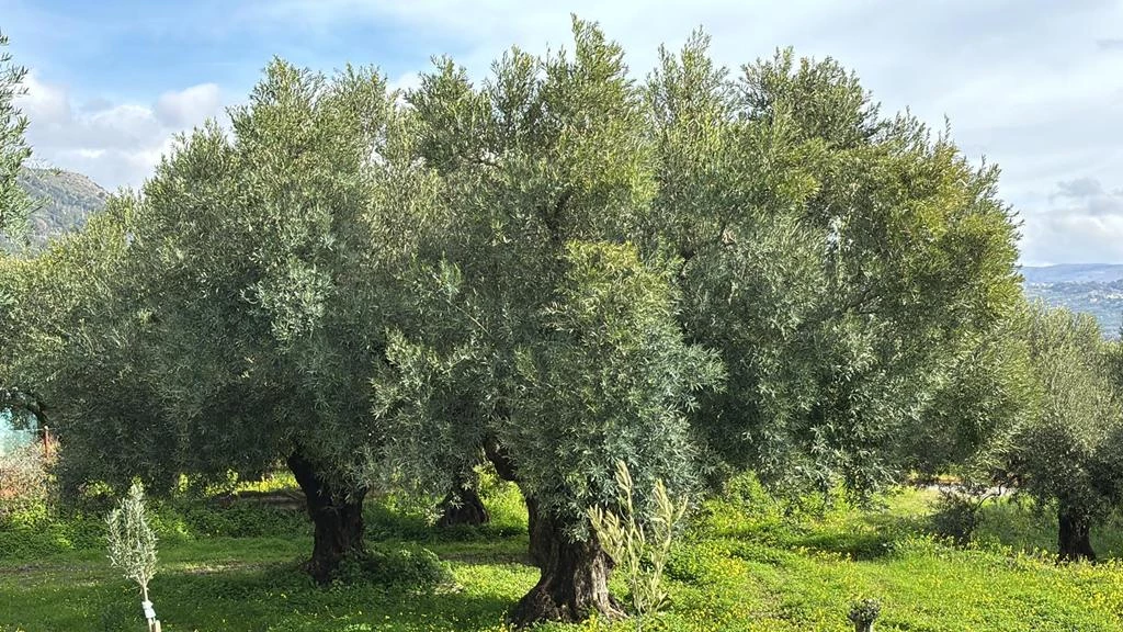 Ulivi secolari dai tronchi nodosi su un prato verde fiorito di giallo dell'Az. Agricola Emanuele Cimino, colline sullo sfondo