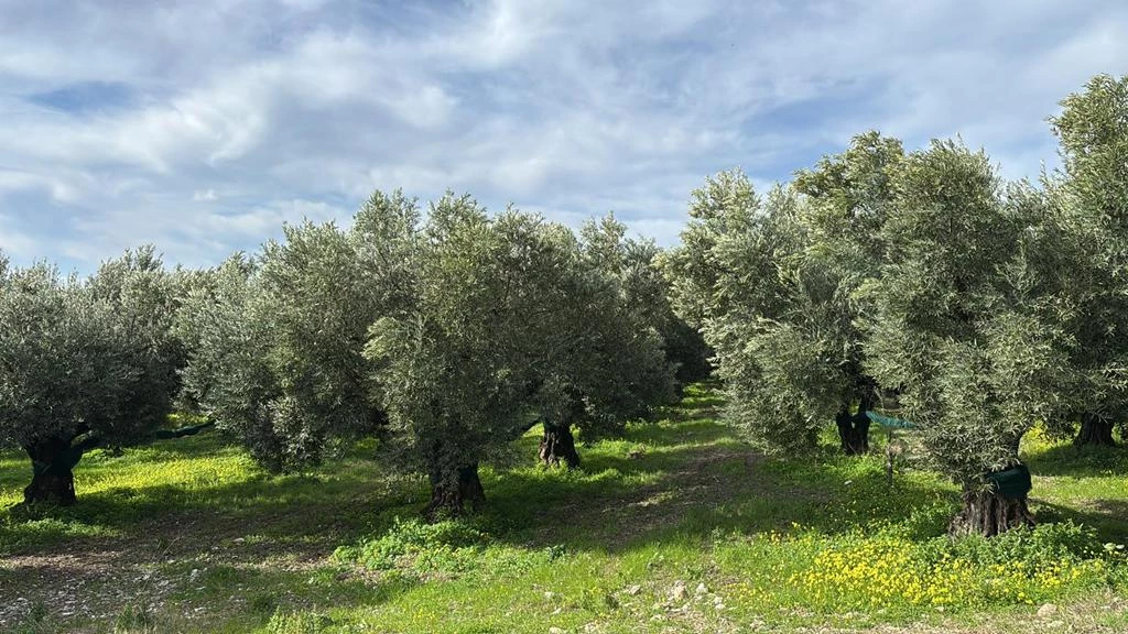 Olio extra vergine di oliva in bottiglia